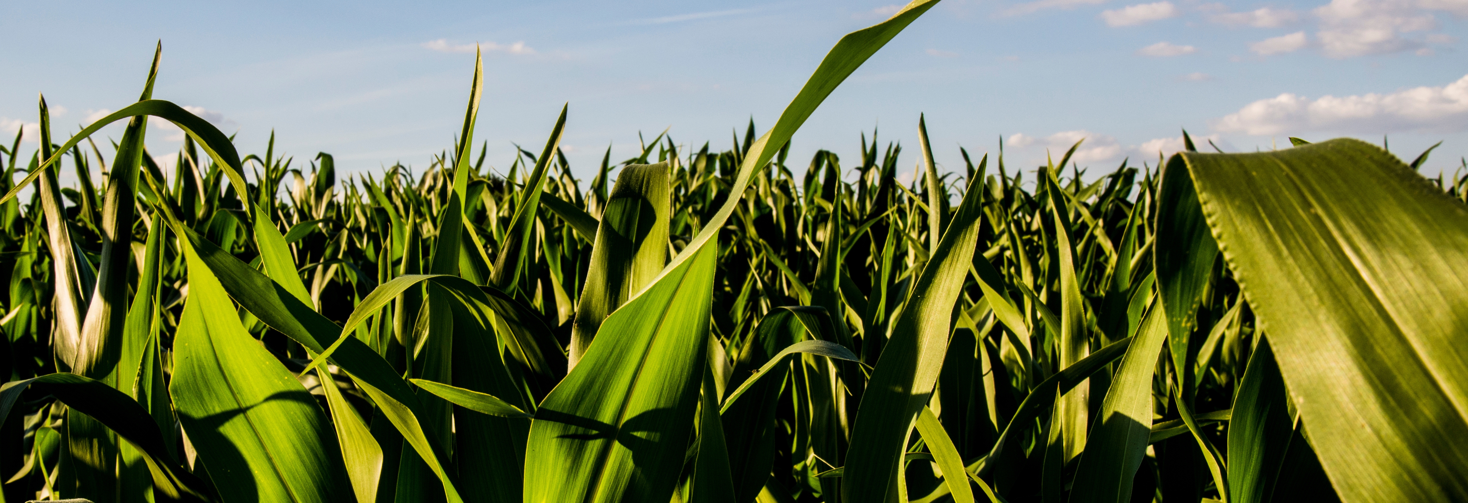 Look Beyond Base Coverage: Maximizing Your Crop Insurance Strategy