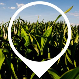 Look Beyond Base Coverage: Maximizing Your Crop Insurance Strategy